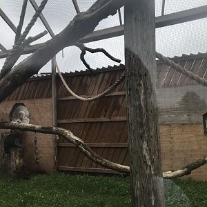 Black-Handed Spider Monkey Exhibit