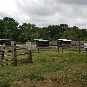 USVP - Goats and donkeys