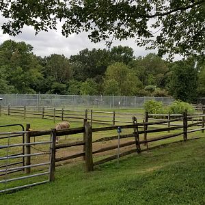 USVP - Donkey, wolves in background