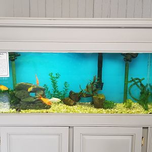 USVP - Comet goldfish