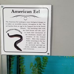 USVP - American eel sign