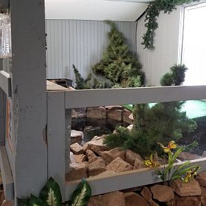 USVP - Common snapping turtle