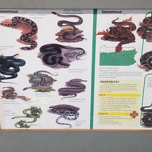 USVP - Snakes native to the area