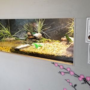 USVP - Spotted turtle, green frog