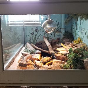 USVP - Peninsula cooter, red-eared slider