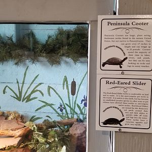 USVP - Peninsula cooter, red-eared slider