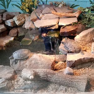 USVP - Peninsula cooter, red-eared slider