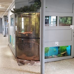 USVP - walkway through building; tall exhibit is eastern ribbon snake