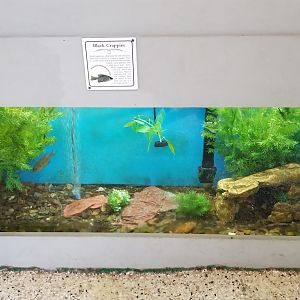 USVP - Black crappie