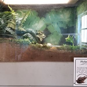 USVP - Pickerel frog