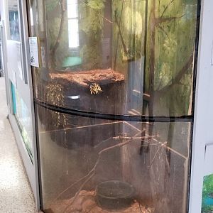 USVP - Eastern ribbon snake