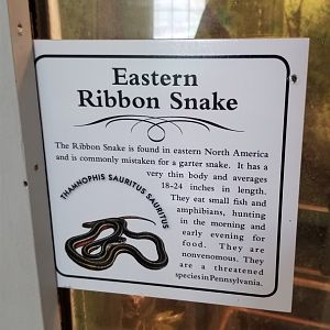 USVP - Eastern ribbon snake