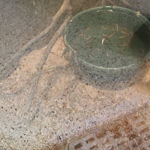 USVP - Eastern ribbon snake (sorry for glare!)