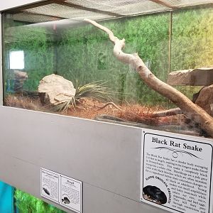 USVP - Black rat snake