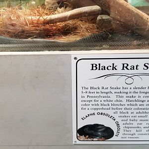 USVP - Black rat snake