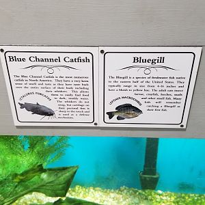 USVP - Fish sign