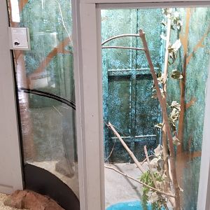 USVP - Stinkpot turtle