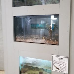 USVP - Unspecified tadpoles