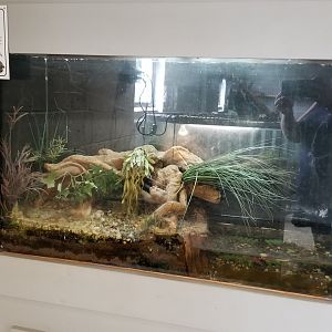 USVP - Southern leopard frog