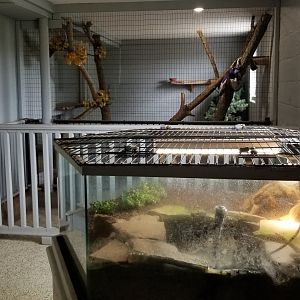 USVP - Eastern painted turtle, VA opossum