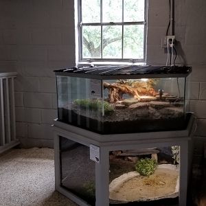 USVP - Eastern painted turtle, american toad