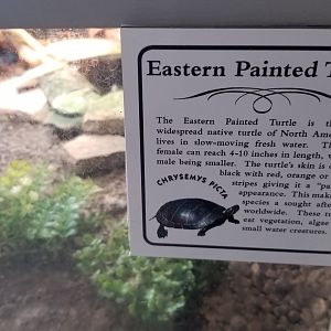 USVP - Eastern painted turtle