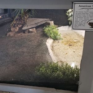 USVP - American toad