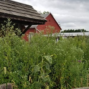 USVP - Butterfly plants