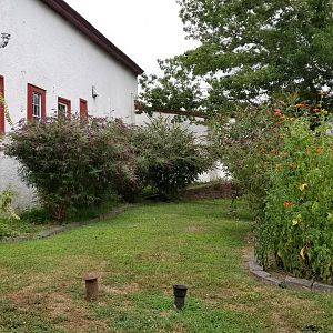 USVP - Butterfly plants