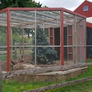 USVP - Ring-neck pheasant
