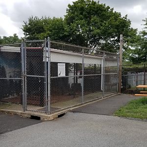 USVP - Ring-neck pheasant