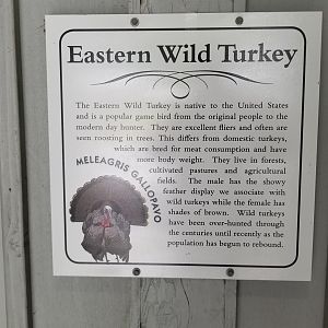 USVP - Schuylkill Woods, eastern wild turkey