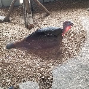 USVP - Schuylkill Woods, eastern wild turkey