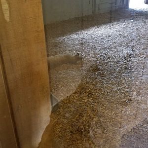 USVP - Schuylkill Woods, Bobcat