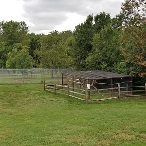 USVP - Red-tailed hawk, wolves