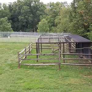 USVP - Red-tailed hawk, wolves