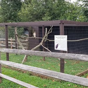 USVP - Red-tailed hawk