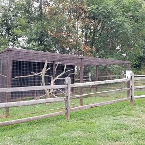 USVP - Red-tailed hawk