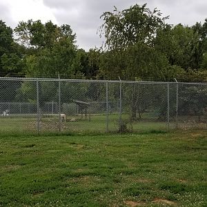 USVP - Back of wolves