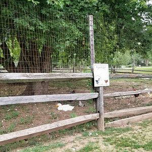 USVP - Domestic fowl