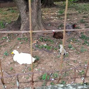 USVP - Domestic fowl