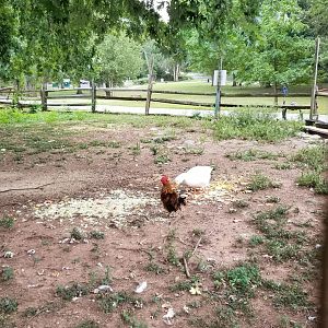 USVP - Domestic fowl