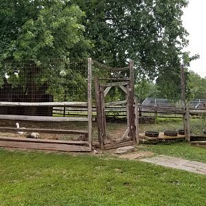 USVP - Domestic fowl