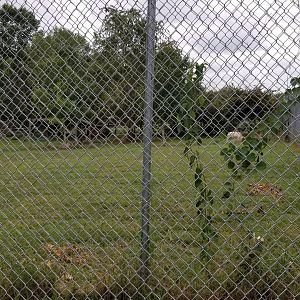 USVP - Side of wolves