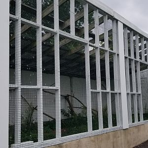 USVP - Black vulture, turkey vulture