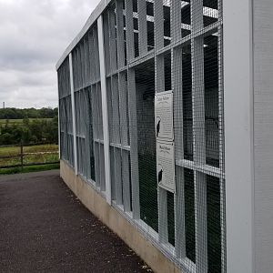 USVP - Black vulture, turkey vulture