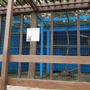 USVP - Great horned owl