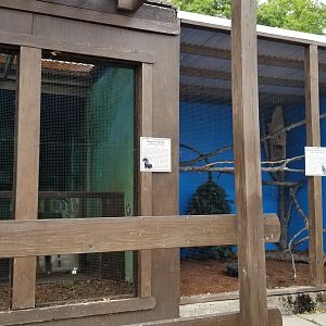 USVP - Striped skunk, eastern screech owl