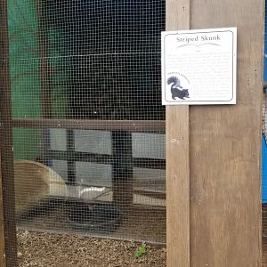 USVP - Striped skunk