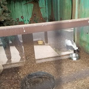USVP - Striped skunk